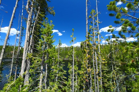 Pine trees dominate the shoreline of Scaup Lake in Yellowstone National Park