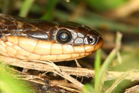 Close-up of a Queen Snake (Regina septemvittata) in Illinois