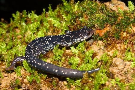 Slimy Salamander (Plethodon glutinosus) on moss in Alabamaの写真素材