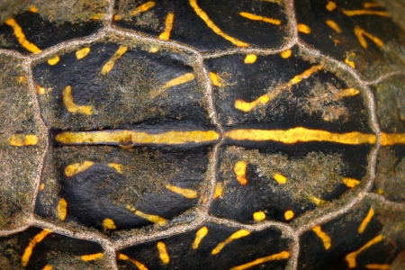 Shell patterns of a Florida box turtle (Terrapene carolina bauri) from Everglades National Parkの写真素材
