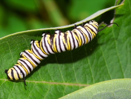 Monarch Butterfly Caterpillar feeds on milkweed in Illinoisの写真素材