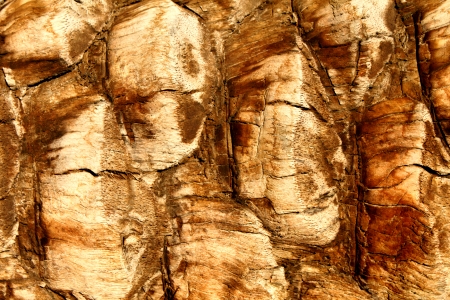 Background of palm tree bark in sunlightの写真素材
