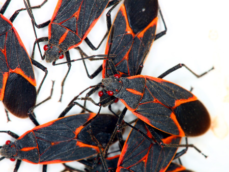 Boxelder Bugs  Boisea trivittata  in Illinoisの写真素材