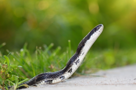 Rat Snake on a walking path at Eldon Hazlet State Park of Illinoisの写真素材