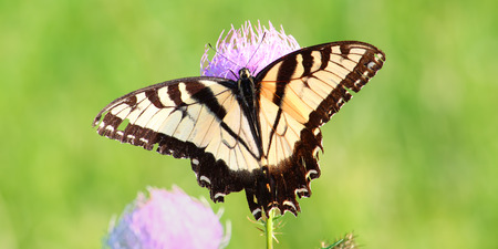 Tiger Swallowtail  Papilio glaucus  on a thistle flower in northern Illinoisの写真素材
