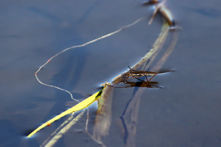 Common Water Strider  Gerris regimis  at Tuttle Clarkson Natural Area of Illinoisの写真素材