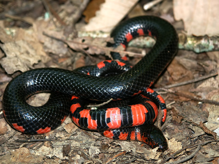 Mud Snake Illinois Wildlifeの写真素材