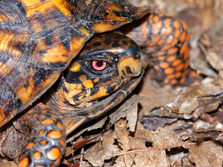 Box Turtle (Terrapene carolina) waling through a woodland of southern Illinoisの写真素材