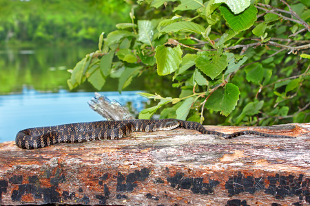 Northern Water Snake (Nerodia sipedon) basking over a lake in the Northern Highland-American Legion State Forest of Wisconsinの写真素材