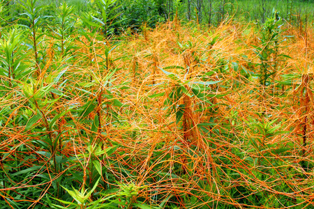 Dodder is a parasitic plant that is totally dependent on other host plants for survivalの写真素材