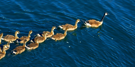 Canada Geese (Branta canadensis) family on the waters of Lake Minocqua Wisconsinの写真素材
