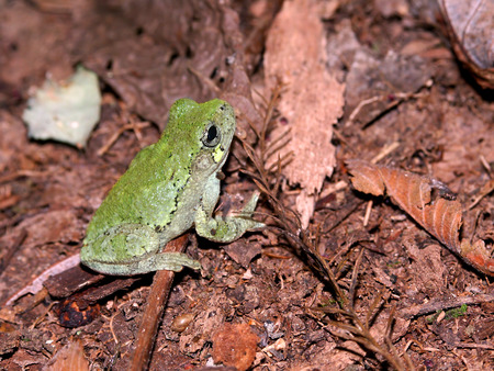 Bird-Voiced Treefrog (Hyla avivoca) inhabiting the forests of southern Illinoisの写真素材