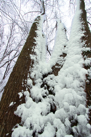 Snow clings to forest trees at Rock Cut State Park in Illinoisの写真素材