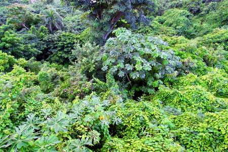 Tropical rainforest plants on the Caribbean island of Puerto Ricoの写真素材