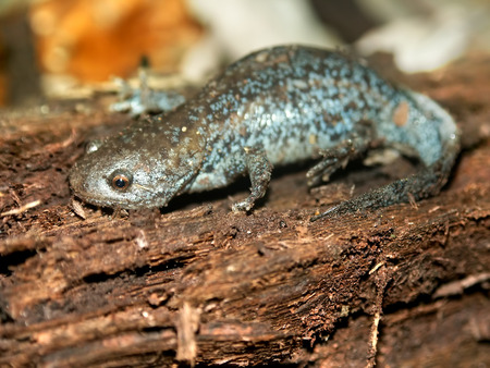 Mole Salamanders (Ambystoma talpoideum) have mottled patterns and can be found throughout the southern United Statesの写真素材