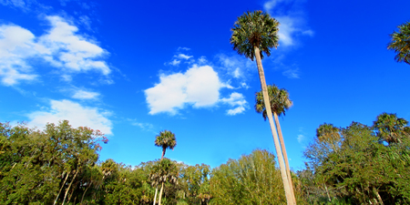 Highlands Hammock State Park is a popular natural attraction in central Floridaの写真素材