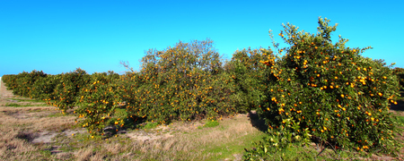Florida Orange Grove Panoramaの写真素材