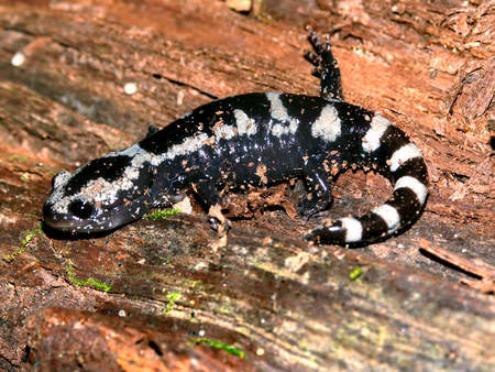 Marbled Salamander Illinois Wildlifeの写真素材
