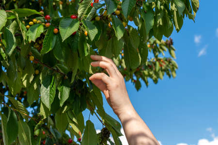 A closeup of a person picking cherries from a tree under the sunlight and a blue sky