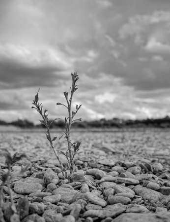 A vertical grayscale shot of survived plant between pebbles at a riverbankの写真素材