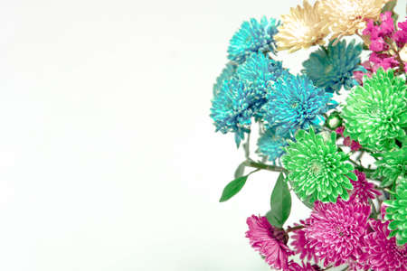 A closeup shot of beautiful colorful chrysanths flowers on a white background with copy spaceの写真素材