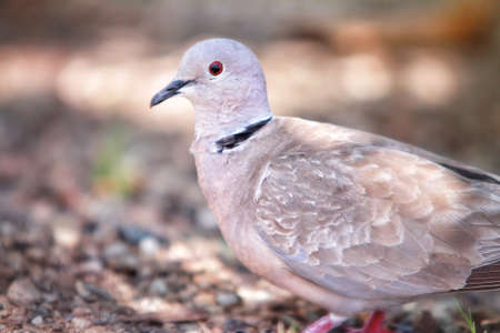 A selective focus shot of a white pigeon with red eyes standing on the gravel-covered groundの写真素材