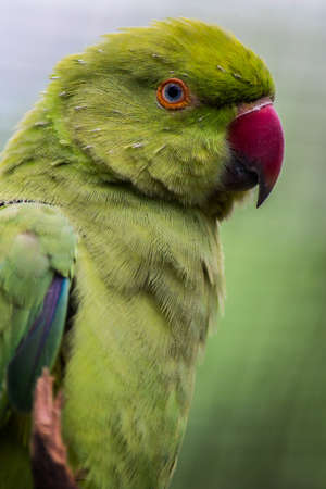 A vertical closeup shot of a green parrot with a blurred background