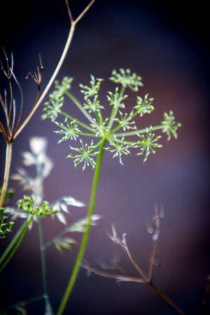 A vertical selective focus shot of an exotic plant with small flowers with a blurred background