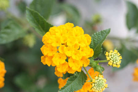 A closeup shot of a beautiful West Indian Lantana under the sunlight