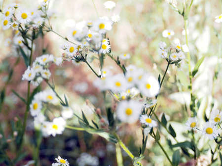 A beautiful blurred shot of daisies blooming-perfect for wallpapers