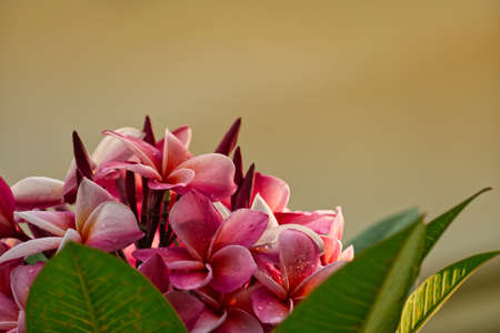 A soft focus of pink frangipani flowers and leaves against a blurry backgroundの写真素材