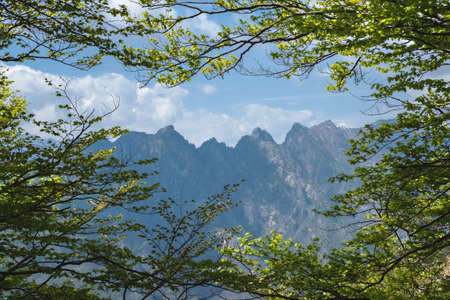 A breathtaking view of mountains and trees - perfect for your background