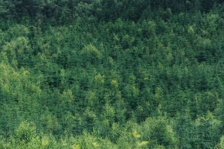 A beautiful view of a green dense forestの写真素材