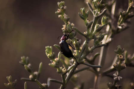 A closeup of a pinacate beetle on a green plant in a field under the sunlight