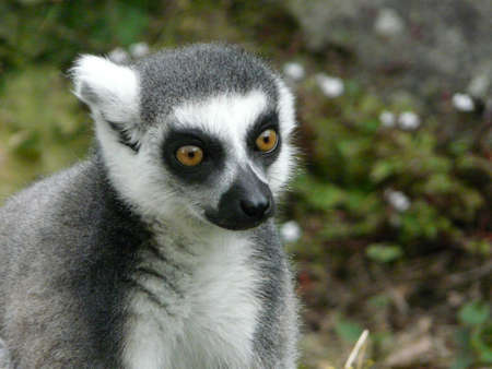 The adorable Ring-tailed lemur with brown eyes in the zoo