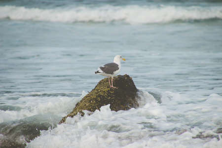 A seagull on a rock in wavy sea