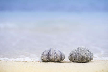 A closeup shot of two sea urchins on the beach on a sunny day