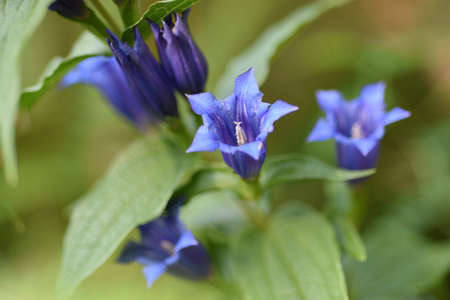 A closeup shot of a cute bellflower under the sunlightの写真素材