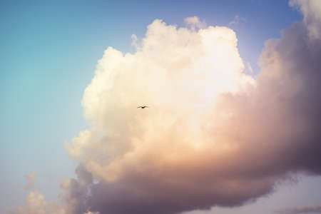 A bird flying in the sky under beautiful fluffy clouds