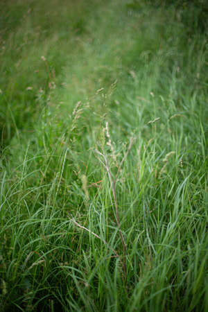 A vertical high angle shot of the beautiful green grass covering a meadow captured at daylight