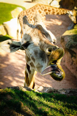 A vertical closeup shot of a giraffe eating grass with its tongue out with another one in the backの写真素材