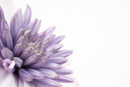 A macro shot of a purple Osteospermum isolated on a white background - perfect for wallpaperの写真素材