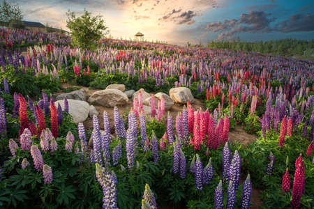 A beautiful shot of lupine flower fieldの写真素材