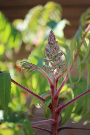 A vertical selective focus shot of a broomrape plantの写真素材