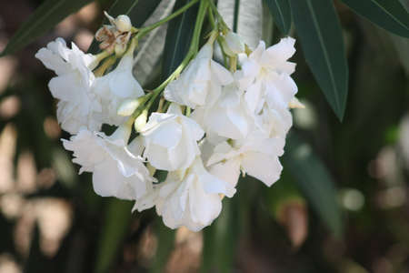 A closeup shot of beautiful white flowers under the sunlight