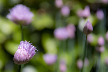 A close up shot of purple flowers in a blurry background