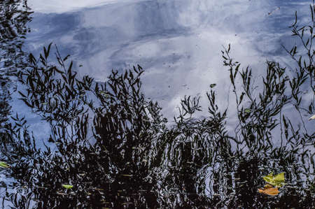 A beautiful reflection of tree branches and cloudy sky in Ð° water