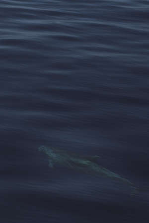 A close up shot of the peaceful ocean waves capturing the fishの写真素材