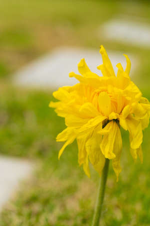 A vertical shot of a yellow Chrysanthemum in a field under the sunlight with a blurry backgroundの写真素材