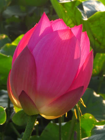 A vertical shot of a blooming pink lotus flower in the greenery at daytimeの写真素材